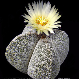 Astrophytum myriostigma onzuka