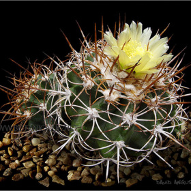 Copiapoa  coquimbana