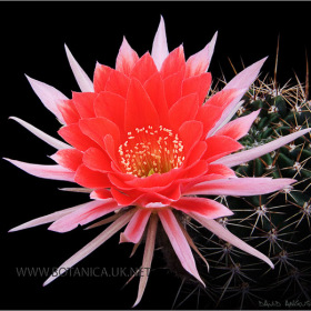 Echinopsis New Dawn Hybrid