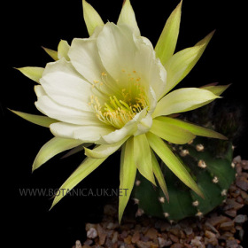 Echinopsis cv