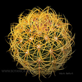 Ferocactus johnstonianus