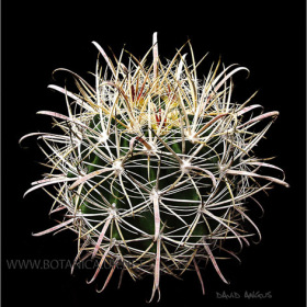 Ferocactus sp