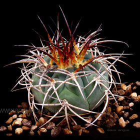 Gymnocalycium cardenasianum