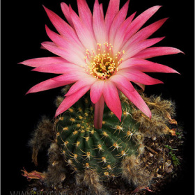 Lobivia cultivar