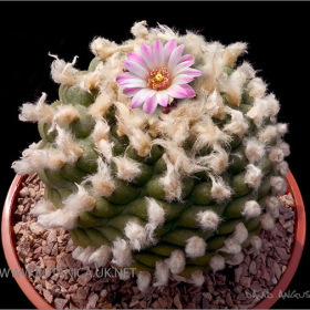 Lophophora jourdaniana