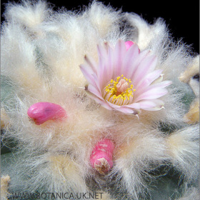 Lophophora williamsii