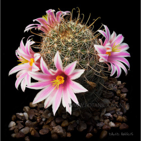 Mammillaria blossfeldiane