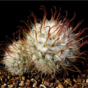 Mammillaria bombycina