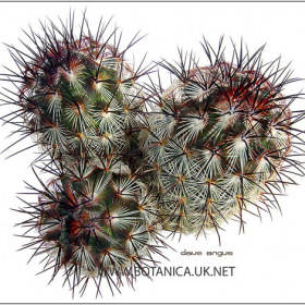 Mammillaria microhelia