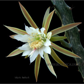 Monvillea spegazzinii