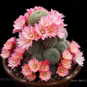 Rebutia carnival hybrid 2