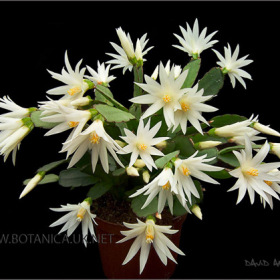 Schlumbergera cultivar