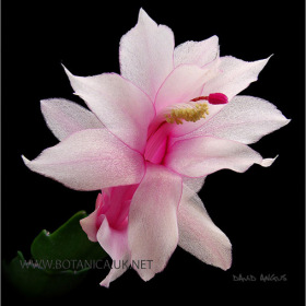 Schlumbergera cv