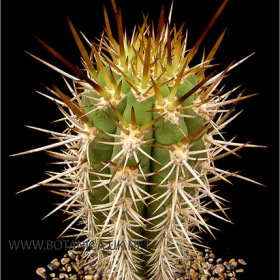 Trichocereus chilensis-