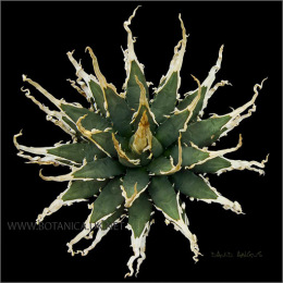 AGAVE-utahensis-eborispina-form-2