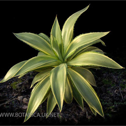 Agave-desmettiane-variegate