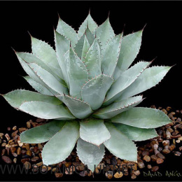 Agave-parrasana