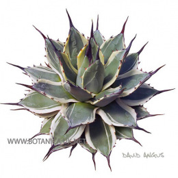 Agave-parryi-patonii-variegata