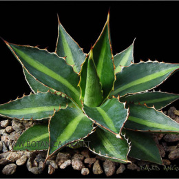 Agave-univittata