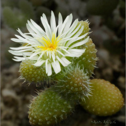 Delosperma-pruinosa