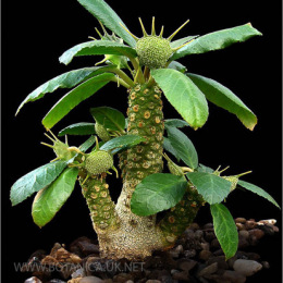 Dorstenia-foetida