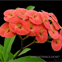 Euphorbia-millii-spec-Isalso-2