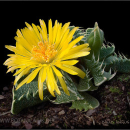 Faucaria-tigrina