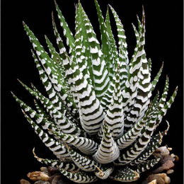 Haworthia-attenuata-zebrina