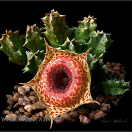 Huernia-guttata