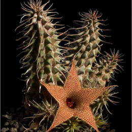 Huernia-pillansii-2