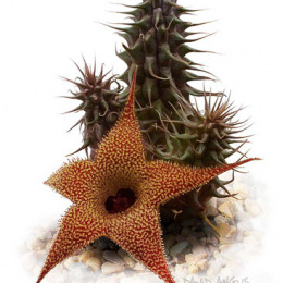 Huernia-pillansii