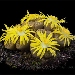 Lithops-julii-ssp-julii