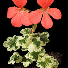 Pelargonium-cultivar